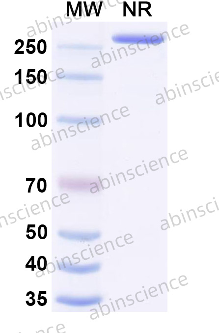 Anti-STX/Saxitoxin Recombinant Antibody (SAA2144)