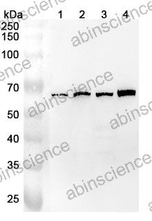 Anti-Zebrafish hif1al Polyclonal Antibody