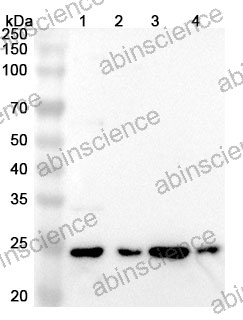 Anti-Chicken IL-10 Polyclonal Antibody