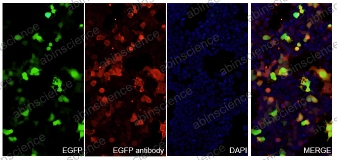 Anti-GFP-plus Tag Recombinant Antibody (SAA0408)