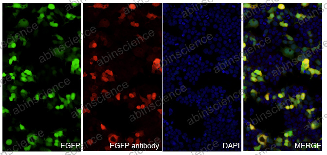 Anti-GFP Recombinant Nanobody (SAA0958)