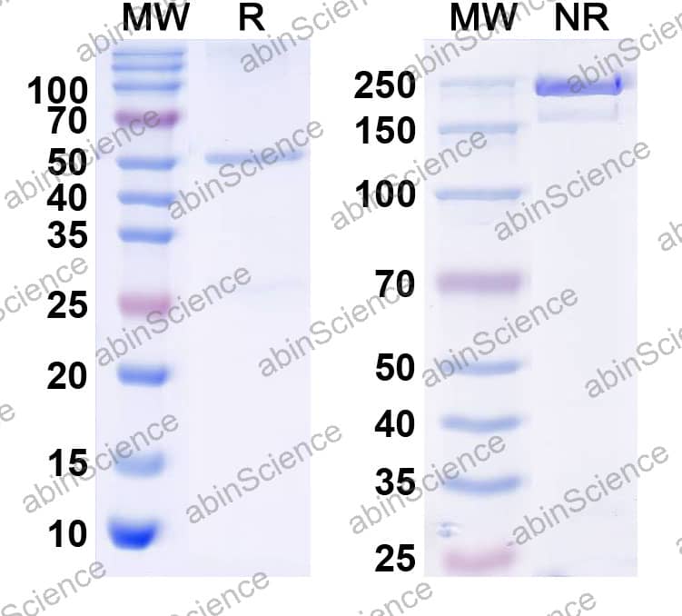 Anti-D. melanogaster SLC6A3/DAT Recombinant Antibody (9D5)