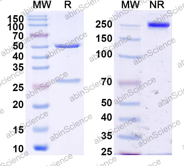 Anti-VHH Recombinant Antibody (SAA2521)