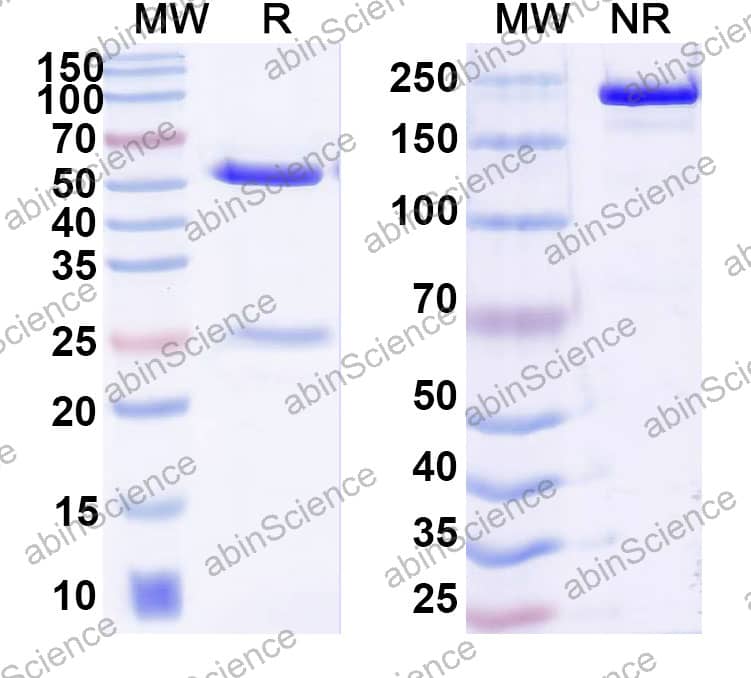 Anti-VHH Recombinant Antibody (SAA2522)
